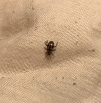 家の中に白いテントウ虫に似た小さめの虫がいました 何の虫がとしえてくだ Yahoo 知恵袋