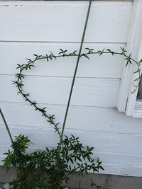 モッコウバラの苗を地植えしたら ニョキニョキと出てきた枝が これは Yahoo 知恵袋