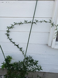 モッコウバラつぼみはいつ頃つくのでしょうか 昨年花の咲いている鉢を購 Yahoo 知恵袋