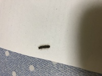 家の中に毛虫が大量発生しています 黒っぽくて小さい毛虫で 壁や天井に2 3匹ほど 教えて 住まいの先生 Yahoo 不動産