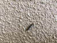 この小さい毛虫の名前って何か分かりますか 家の壁に大量に発生して困っています 教えて 住まいの先生 Yahoo 不動産