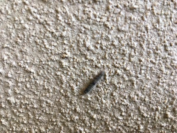 この小さい毛虫の名前って何か分かりますか 家の壁に大量に発生して困 Yahoo 知恵袋