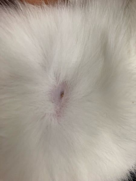 オス猫の乳首？みたいなとこが6個中上4個黒くなっていてそのうちの1番 