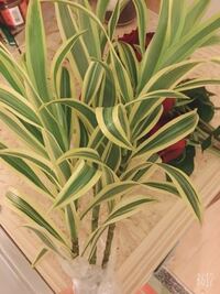 シンポジウムという種類のランの育て方を教えてください 花屋で買ってきた Yahoo 知恵袋