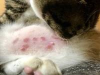 猫のお腹がハゲてる 猫のお腹が禿げてるんですけどなんででしょ Yahoo 知恵袋