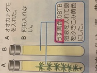 中一理科です うす青色のbtb溶液に息を吹き込んで黄色にした液が入った2本の Yahoo 知恵袋