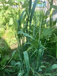 オーツヘイ100 の食について質問です うちのロップ ３歳 肥満気味 長毛 Yahoo 知恵袋