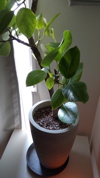 レタスの外側のほうの葉っぱに時々付いている茶色の小さいぶつぶつで どうやって Yahoo 知恵袋