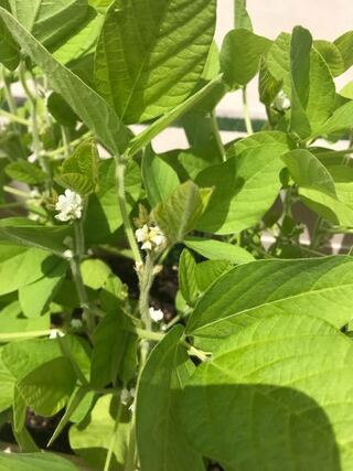 初めて枝豆を種から植えました 最近花が咲きました枝豆は花が咲いたら実がな Yahoo 知恵袋