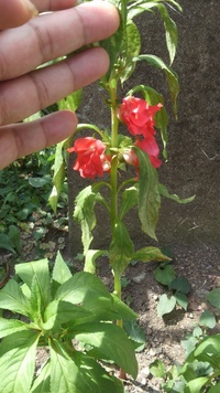 ホウセンカの茎の色と花の色は関係しているようですが 茎が赤くなる理由を教え Yahoo 知恵袋