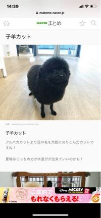 トイプードルの子羊カットに関しての質問です 愛犬の毛をもう少 Yahoo 知恵袋