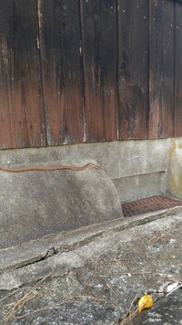 蛇 蛇だま についての質問です 聞いた話です 最近小学校と中学校の間に Yahoo 知恵袋