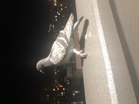 ベランダに足に青いタグが付いた鳩がとまってるんですが伝書鳩かなんかでしょ Yahoo 知恵袋