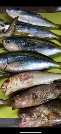 背中に黄色のラインの魚と、赤い鯉のような模様のあご髭のある魚と、水玉模様の茶色の魚は何て言う魚ですか？
和歌山で釣りましたが、食用可能ですか？ 