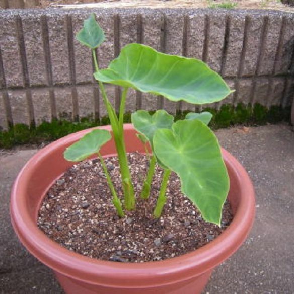 観葉植物として里芋を鉢植えにしたのですが 数か月後 芋は食べることができるの Yahoo 知恵袋
