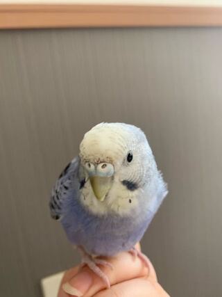 生後5ヶ月ほどのセキセイインコです この子はオスですか メス Yahoo 知恵袋