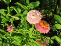 このダリアみたいな花の名前はなにでしょうかよろしくお願いします 貝殻草 Yahoo 知恵袋