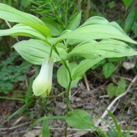 この花はナルコユリ アマドコロ ホウチャクソウ いずれでしょうか これ Yahoo 知恵袋