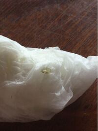 金魚の頭にこんな虫？が付いてました しばらくすると水槽の中を泳ぎ回っていたのですが寄生虫とかだったら怖いな、と思い水槽から出しました
分かりにくいとは思うのですが白い体のまわりに緑色のヒダのようなものがついてます
この虫は放置しても良いでしょうか？
この虫は悪さする虫なのでしょうか？
回答お願いします