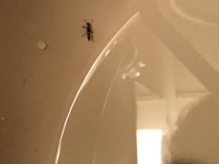 これはなんという名前の虫でしょうか 羽つきで 胴体が長い蟻のようにみえ Yahoo 知恵袋