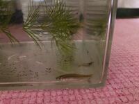 エーハイム２２１１はどのくらいの頻度でフィルター掃除をしたら良いですか ６ Yahoo 知恵袋