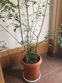 室内でのシマトネリコ 落葉が激しくなりました 1ヶ月ほど前に高 Yahoo 知恵袋