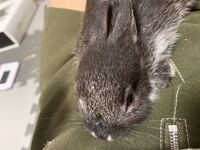 うさぎ ホーランドロップ1歳半 オス が牧草をくわえて首を振り回 Yahoo 知恵袋