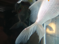 ポックス病は完治できないのでしょうか また 効く薬はないのでしょ Yahoo 知恵袋