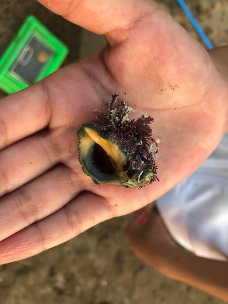 テトラポット付近で見つけた この貝はなんという貝か 分かる方教えて Yahoo 知恵袋