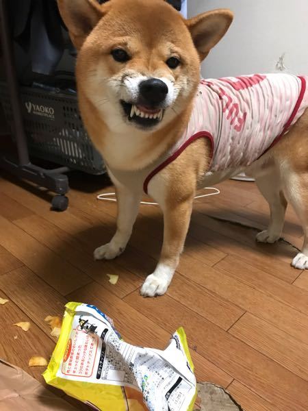 うちの柴犬のサブちゃんに すきをつかれ ポテトチップスを取られ Yahoo 知恵袋