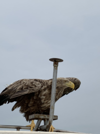 猛禽類や鳥の名前を英語で教えてください かっこいいやつでお願いし Yahoo 知恵袋