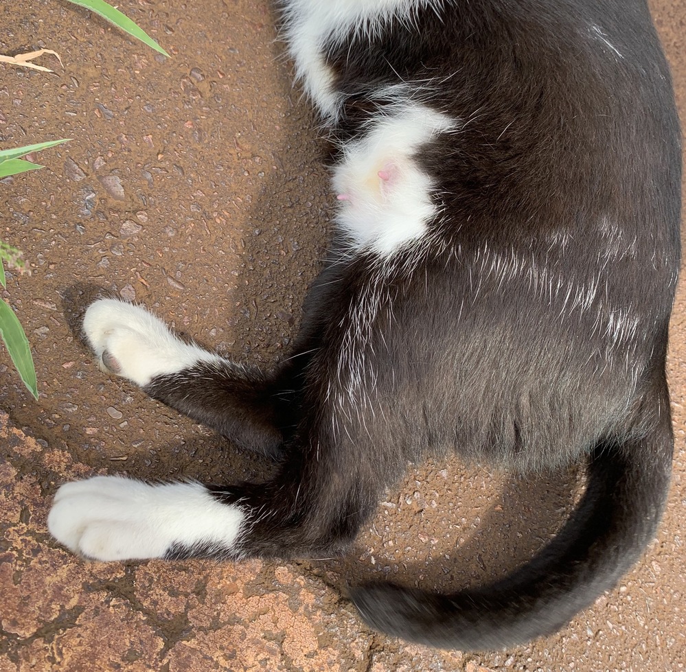 雌猫って、独占欲強いのですか？ - 雄雌関係なく、ネコは独占欲強 