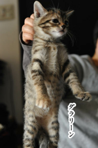 猫つまみって動物虐待にならないのですか 基本的に 虐待 暴力に該当する Yahoo 知恵袋