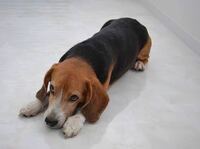 犬の祈りのポーズ 腹痛のポーズ ついて愛犬が毎日伏せの状態でお尻を Yahoo 知恵袋