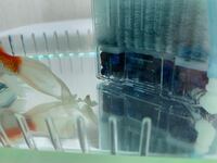 飼っている金魚のしっぽが千切れそうでどなたか助けてください Yahoo 知恵袋