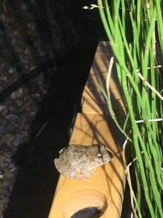 このカエルは何という種類のものですか メダカビオトープの定位 Yahoo 知恵袋