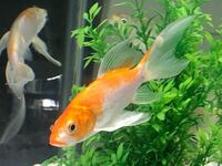 ザリガニをコイや金魚水槽の中に入れての混泳飼育は可能ですか ヒレナガゴイ Yahoo 知恵袋