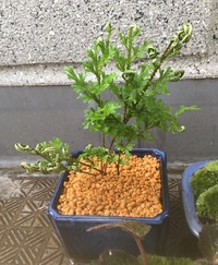 イワヒバとして購入した画像の植物ですが 本当にイワヒバでしょうか Yahoo 知恵袋