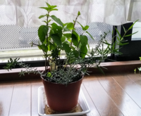 この花はニホンハッカでしょうか 貰って来た時には ハッカの香りがした気がしま Yahoo 知恵袋