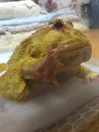 クランウェルツノガエル幼体の餌の頻度について クランウェ Yahoo 知恵袋