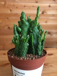 肥溜めについての質問です 人糞投入から発酵し堆肥としての使用が可 Yahoo 知恵袋