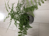 こちらのシダ植物 観葉植物 の種類がわからないので 名前わかる方 教えていた Yahoo 知恵袋