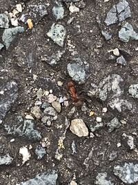 日本に蟻塚は無いんですか 海外の シロアリが作った塔み Yahoo 知恵袋