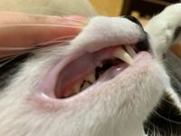 愛猫の歯茎が白い気がするんですけど気のせいじゃないですよね 歯 Yahoo 知恵袋