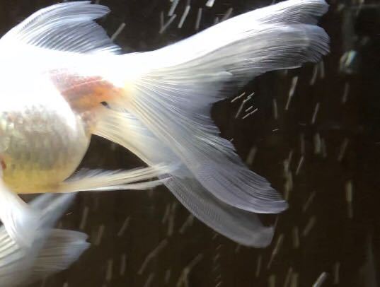 このお写真は尾腐れ病ですか 尾びれの先端が溶けてるような 分 Yahoo 知恵袋