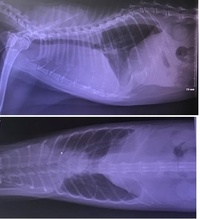 ペットの安楽死について 愛猫が 肥大型心筋症 という病を発症しました Yahoo 知恵袋