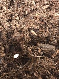 カブトムシが卵を産んだら どうやって卵を見つければいいですか Yahoo 知恵袋