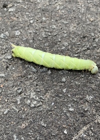 スズメガの幼虫の飼育について 子供たちと しっぽぴこぴこむし と呼んでいた Yahoo 知恵袋