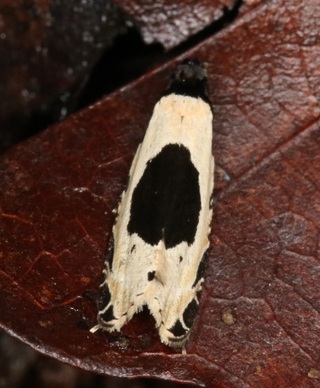 この蛾の名前を教えてください 白黒の模様がかわいい蛾です 栃木県での撮影です Yahoo 知恵袋