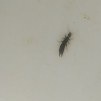 洗面所にこんな虫がいたんですけど これなんの虫ですか Yahoo 知恵袋